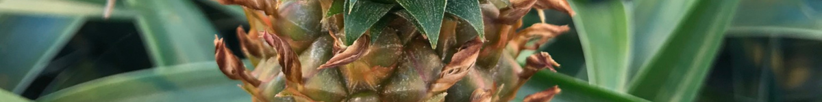 Ananas Ananas