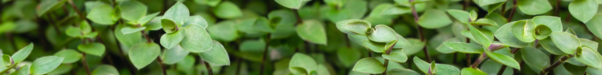 Callisia Callisia