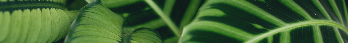 Calathea Calathea