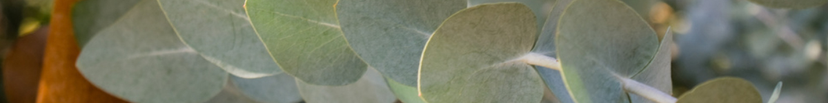 Eucalyptus Eucalyptus