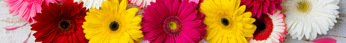 Gerbera Gerbera