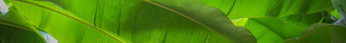 Musa Musa